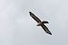 Wespenbussard  - Dome Niko