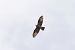 Falco pecchiaiolo (Pernis apivorus) © Dome Niko
