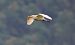 Airone guardabuoi (Ardea ibis) © Marco Esposito