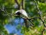 Ballerina bianca (Motacilla alba) © Marco Esposito