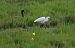 Garzetta (Egretta garzetta) © Marco Esposito