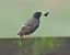 Storno (Sturnus vulgaris) © Marco Esposito