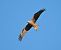 Nibbio bruno (Milvus migrans) © Marco Esposito