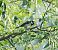 Cinciallegra (Parus major) © Marco Esposito
