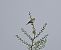Prispolone (Anthus trivialis) © Marco Esposito