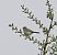 Luì piccolo (Phylloscopus collybita) © Marco Esposito