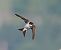 Balestruccio (Delichon urbicum) © Marco Esposito
