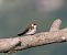 Topino (Riparia riparia) © Marco Esposito