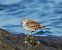 Gambecchio nano (Calidris temminckii) © Marco Esposito