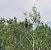 Airone rosso (Ardea purpurea) © Marco Esposito