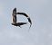 Nibbio bruno (Milvus migrans) © Marco Esposito