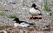 Smergo maggiore (Mergus merganser) © Marco Esposito