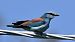Ghiandaia marina (Coracias garrulus) © Ole Friis Larsen