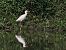 Airone guardabuoi (Ardea ibis) © Giuseppe Taverna