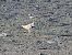 Corriere piccolo (Charadrius dubius) © Giuseppe Taverna
