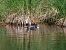 Folaga (Fulica atra) © Giuseppe Taverna