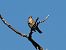 Tordo bottaccio (Turdus philomelos) © Giuseppe Taverna