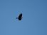 Cornacchia nera (Corvus corone) © Giuseppe Taverna