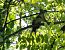 Scoiattolo comune europeo (Sciurus vulgaris) © Paolo Zucca