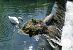 Cigno reale (Cygnus olor) © Paolo Utmar (FVG)