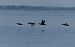 Orchetto marino (Melanitta nigra) © Paolo Utmar (FVG)