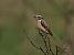 Stiaccino (Saxicola rubetra) © Nadia Barp