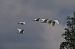 Airone guardabuoi (Ardea ibis) © Nadia Barp