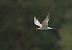 Sterna comune (Sterna hirundo) © Nadia Barp