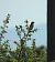 Averla capirossa (Lanius senator) © Maria Paola Girardo