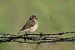 Stiaccino (Saxicola rubetra) © Filippo Ferraioli