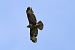 Poiana (Buteo buteo) © Filippo Ferraioli