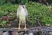 Nitticora (Nycticorax nycticorax) © Filippo Ferraioli