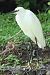 Garzetta (Egretta garzetta) © Filippo Ferraioli