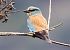 Ghiandaia marina (Coracias garrulus) © Radames Bionda