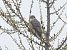 Smeriglio (Falco columbarius) © Radames Bionda