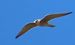 Falco cuculo (Falco vespertinus) © Annalisa Sutto