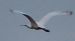 Spatola (Platalea leucorodia) © Annalisa Sutto