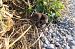 Crocidura sp. © Annalisa Sutto