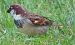 Passera mattugia (Passer montanus) © Annalisa Sutto