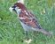 Hybride Moineau cisalpin x espagnol (Passer italiae x hispaniolensis) © Annalisa Sutto