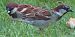 Moineau friquet (Passer montanus) © Annalisa Sutto
