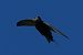 Rondone comune (Apus apus) © Riccardo Sirna