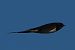Rondine (Hirundo rustica) © Riccardo Sirna
