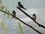 Rondine (Hirundo rustica) © Enrico Bissardella