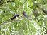 Rondine (Hirundo rustica) © Enrico Bissardella