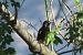 Storno (Sturnus vulgaris) © Enrico Bissardella