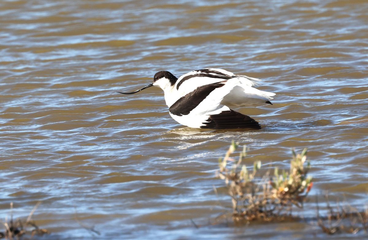 Avocetta  - Werner Geiger