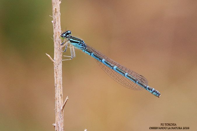 Coenagrion scitulum  - Foca Giovanni Torchia