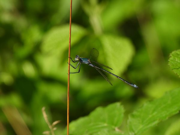 Lestes sponsa  - Lorenza Piretta