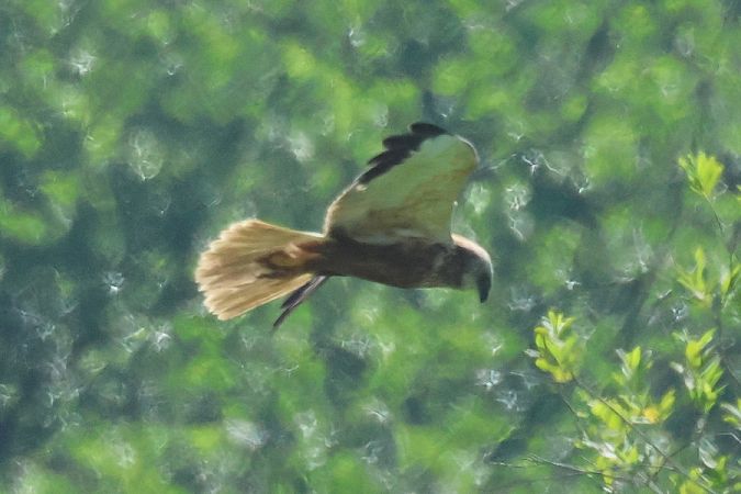 Falco di palude  - Giuseppe Colombo